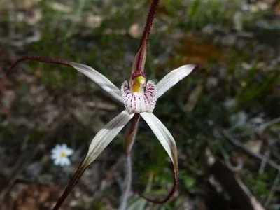 The Shapeshifters: Plants That Become Invisible to Survive