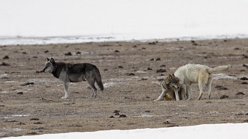 What Happens When You Remove the Alpha: 24 Shocking Pack Dynamics Scientists Discovered