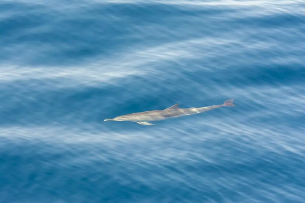 Why Dolphins Are Deliberately Teaching Their Young to Hate Humans