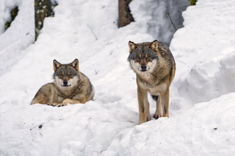 Why Scientists Are Officially Debunking the “Alpha Wolf” Theory—And What It Means for Leadership