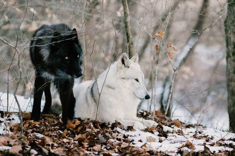 Why Scientists Are Officially Debunking the “Alpha Wolf” Theory—And What It Means for Leadership