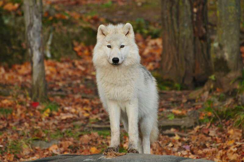 Why Scientists Are Officially Debunking the “Alpha Wolf” Theory—And What It Means for Leadership