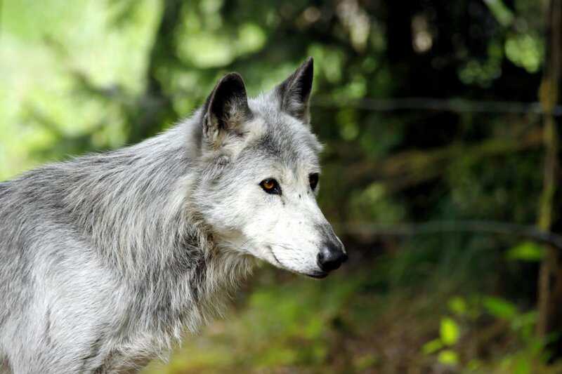 Why Scientists Are Officially Debunking the “Alpha Wolf” Theory—And What It Means for Leadership