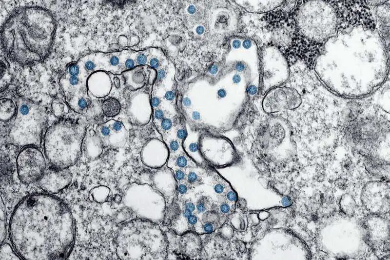 How Long Do Human Cells Actually Live? Your Body Replaces Itself Constantly