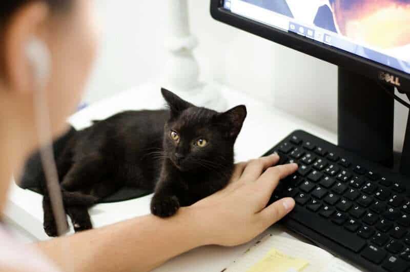 Why Your Cat’s Purr Is Literally Healing You—The Frequency That Repairs Bones
