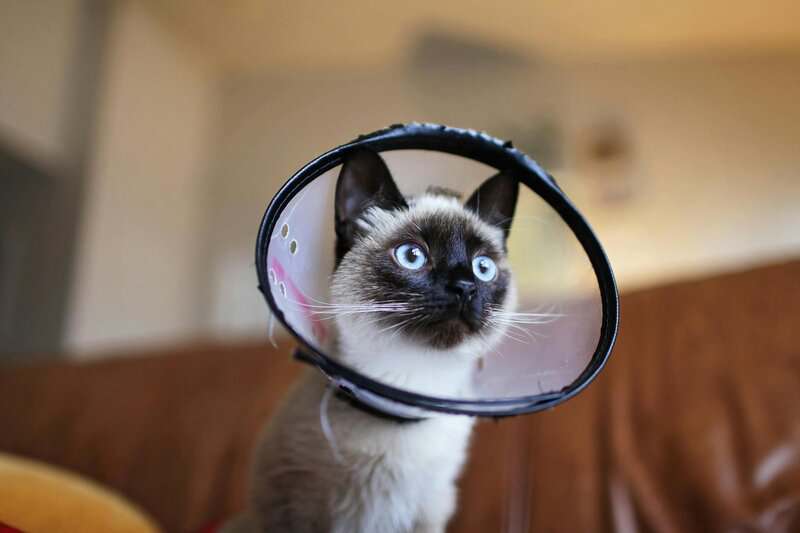 Why Your Cat’s Purr Is Literally Healing You—The Frequency That Repairs Bones