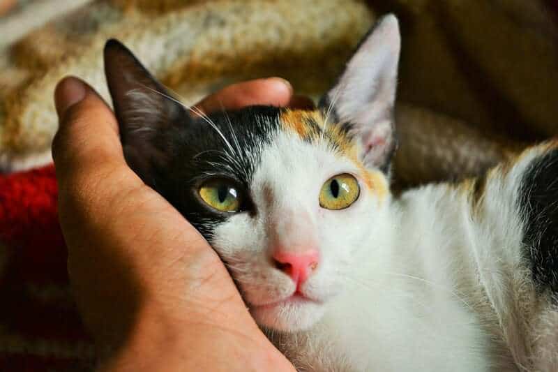 Why Your Cat’s Purr Is Literally Healing You—The Frequency That Repairs Bones