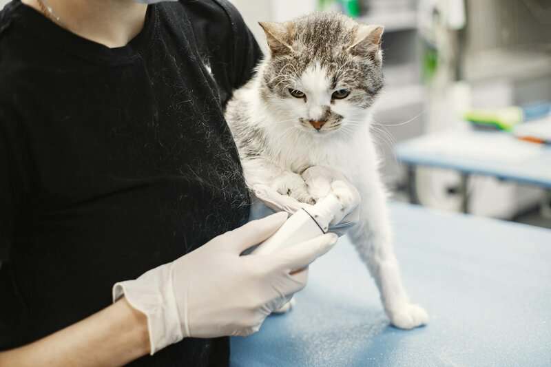 Why Your Cat’s Purr Is Literally Healing You—The Frequency That Repairs Bones