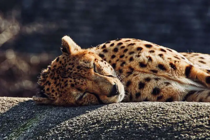 Why Your Cat’s Purr Is Literally Healing You—The Frequency That Repairs Bones