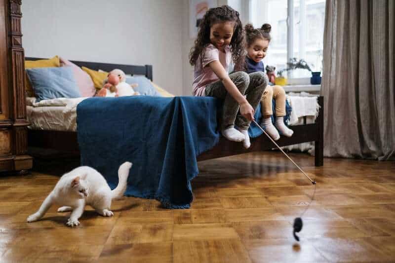 Why Your Cat’s Purr Is Literally Healing You—The Frequency That Repairs Bones