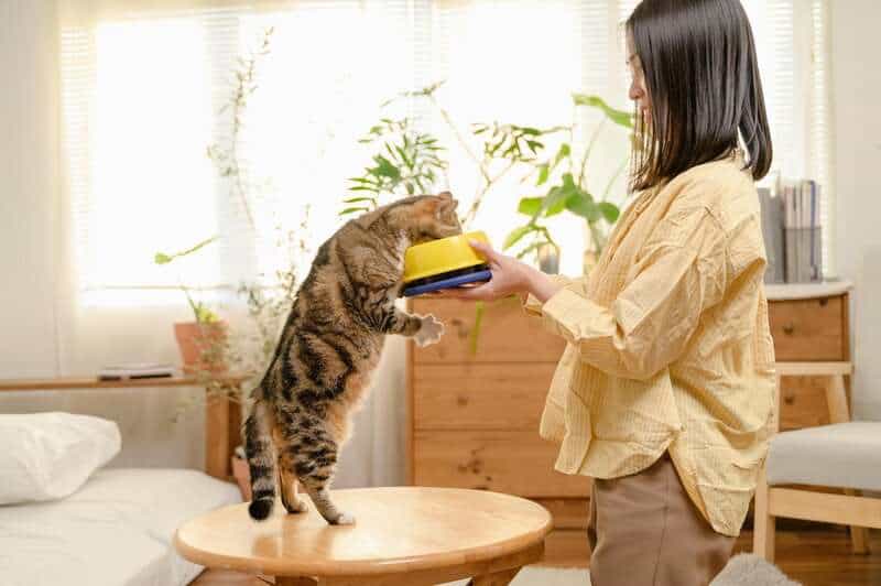 Why Your Cat’s Purr Is Literally Healing You—The Frequency That Repairs Bones