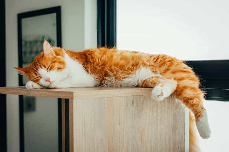 Why Your Cat’s Purr Is Literally Healing You—The Frequency That Repairs Bones