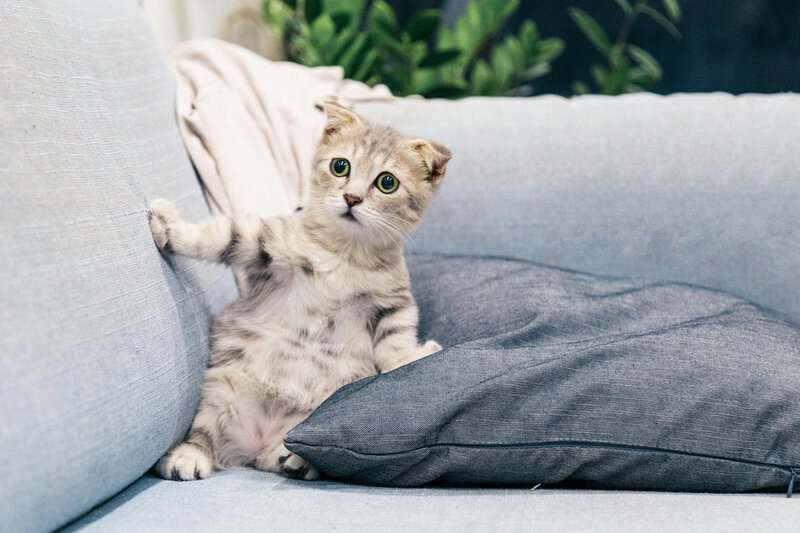 Why Your Cat’s Purr Is Literally Healing You—The Frequency That Repairs Bones