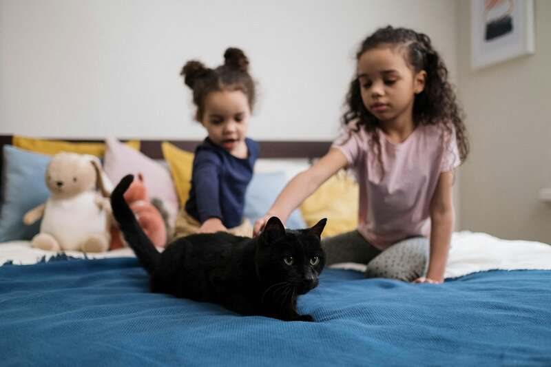 Why Your Cat’s Purr Is Literally Healing You—The Frequency That Repairs Bones