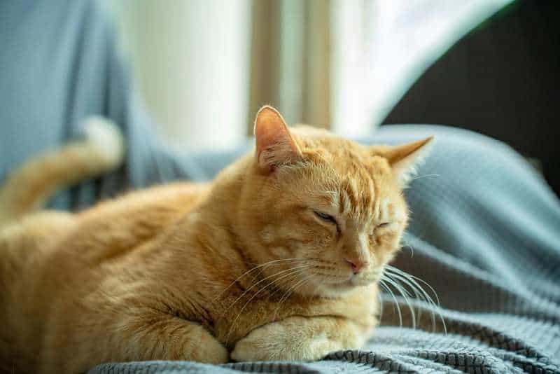 Why Your Cat’s Purr Is Literally Healing You—The Frequency That Repairs Bones