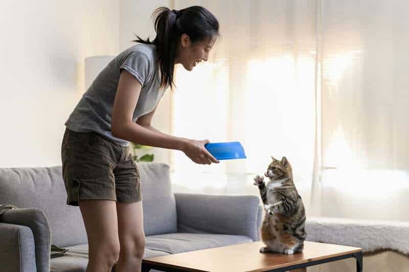 Why Your Cat’s Purr Is Literally Healing You—The Frequency That Repairs Bones
