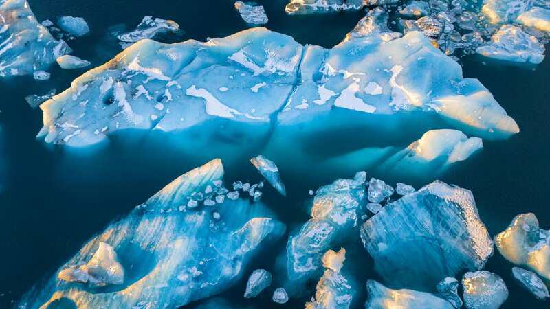 Antarctica Is Growing New Forests—But It’s Not Good News