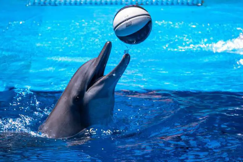 Scientists Who Taught Dolphins to Speak English (and It Got Really Weird)