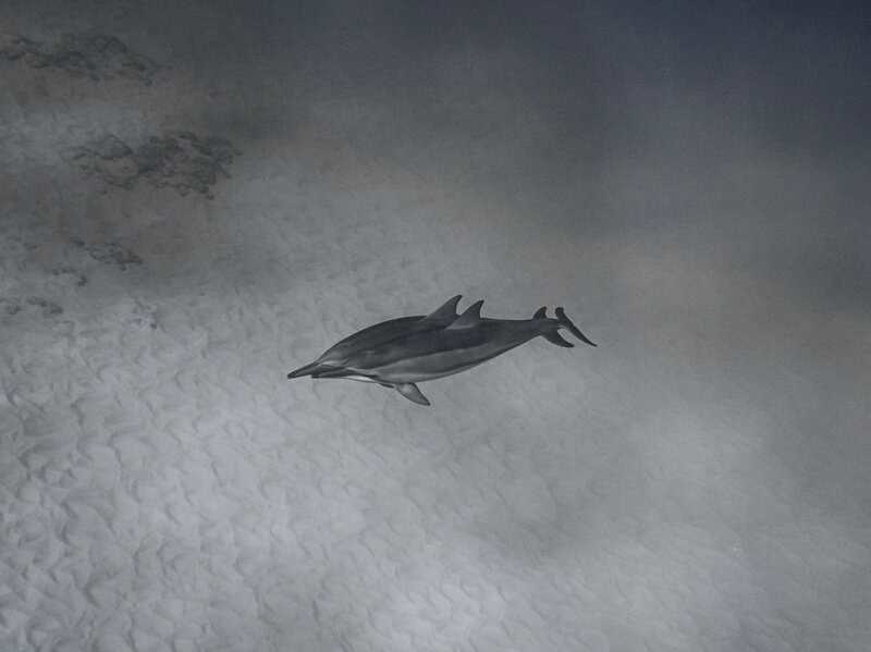 Scientists Who Taught Dolphins to Speak English (and It Got Really Weird)