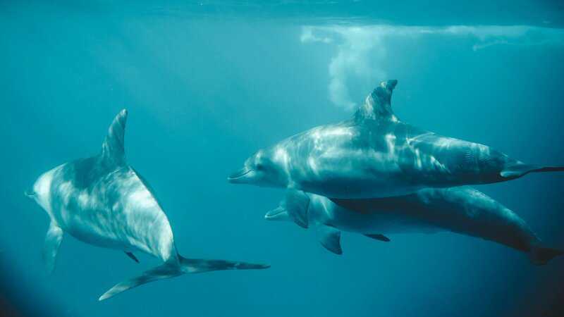 Scientists Who Taught Dolphins to Speak English (and It Got Really Weird)