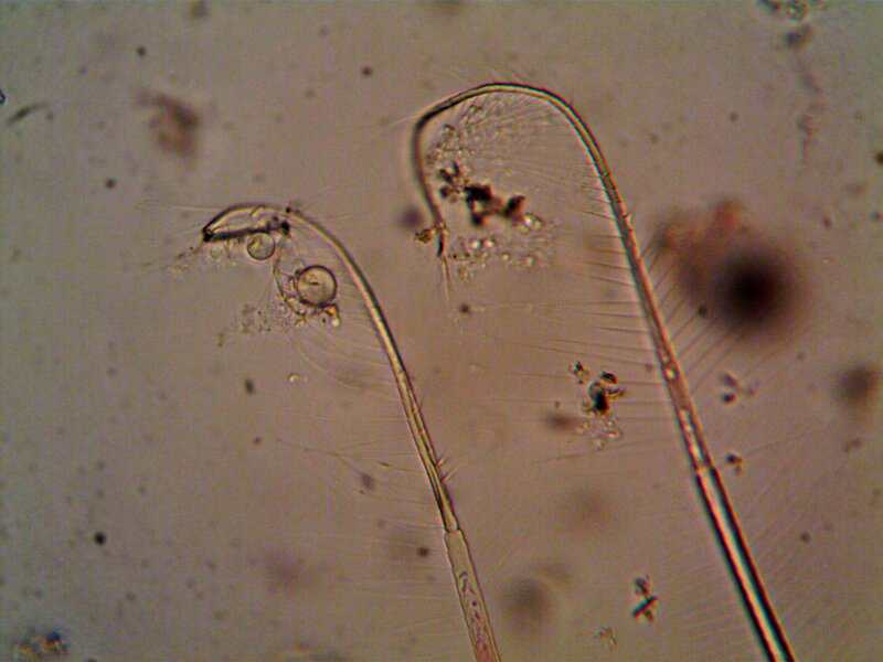 Zombie Molecules: 15 Non-Living Things That Acted Alive