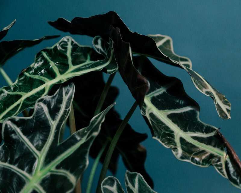The Scientists Who Tried to Talk to Plants—And Thought They Talked Back: 15 Bizarre Botanical Experiments