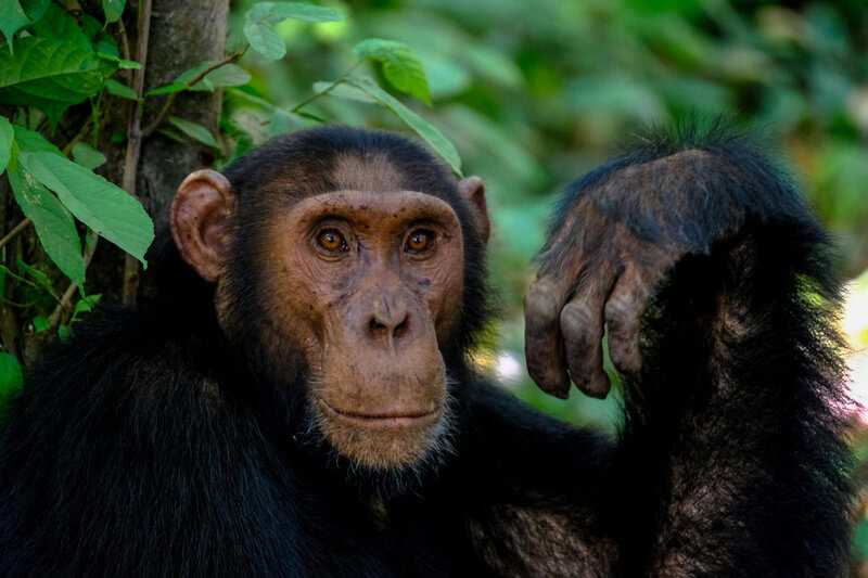 15 Facts About the Unique Human Body Part that Evolution Cannot Explain