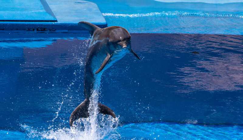 15 Bizarre Things That Happened When Science Mixed Species