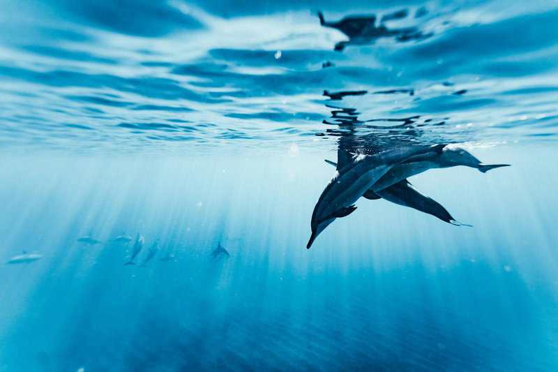 15 Bizarre Things That Happened When Science Mixed Species