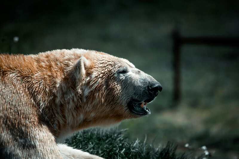 15 Bizarre Things That Happened When Science Mixed Species