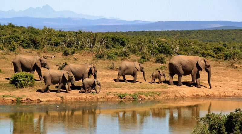 15 Bizarre Things That Happened When Science Mixed Species