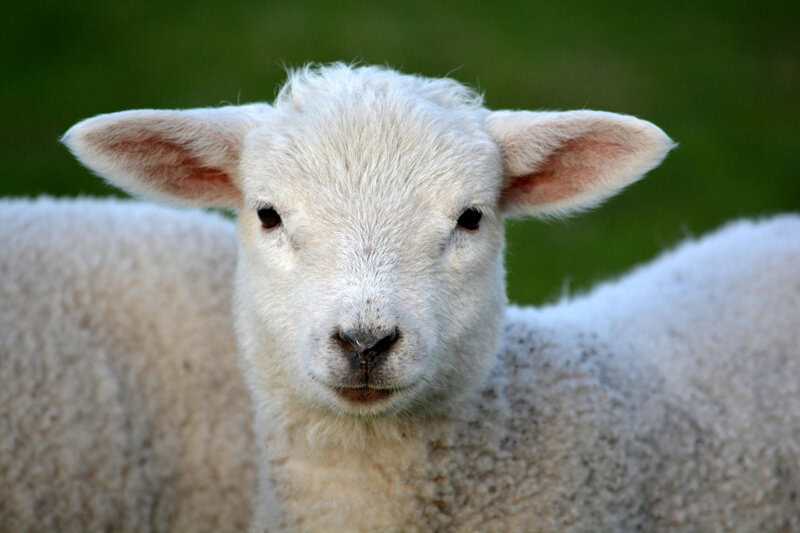 15 Times Science Pushed the Limits of Ethics