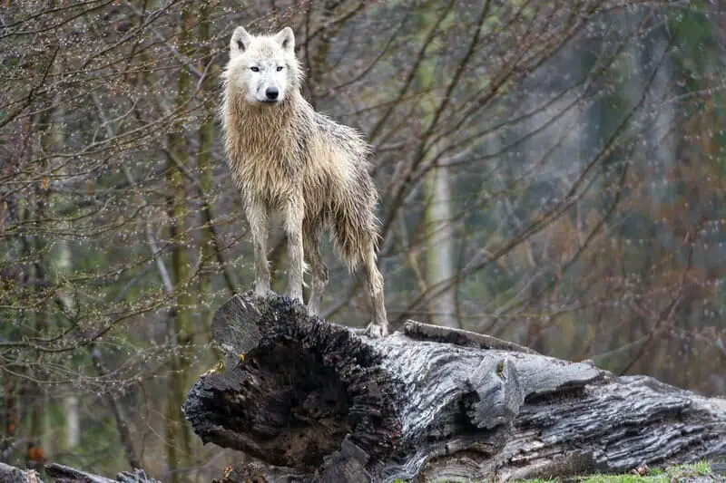 What Happens When You Remove the Alpha: 24 Shocking Pack Dynamics Scientists Discovered