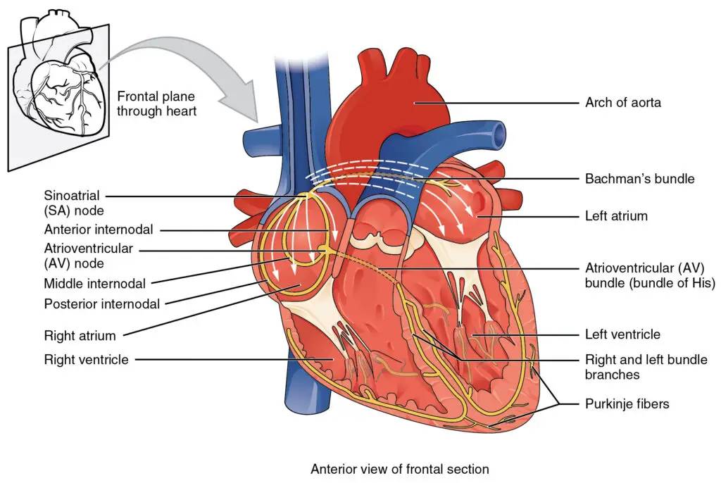 Scientists Discovered a “Second Brain” in Your Heart—And It Remembers Everything