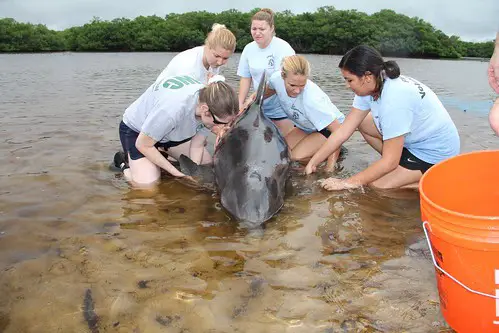 Why Dolphins Are Deliberately Teaching Their Young to Hate Humans