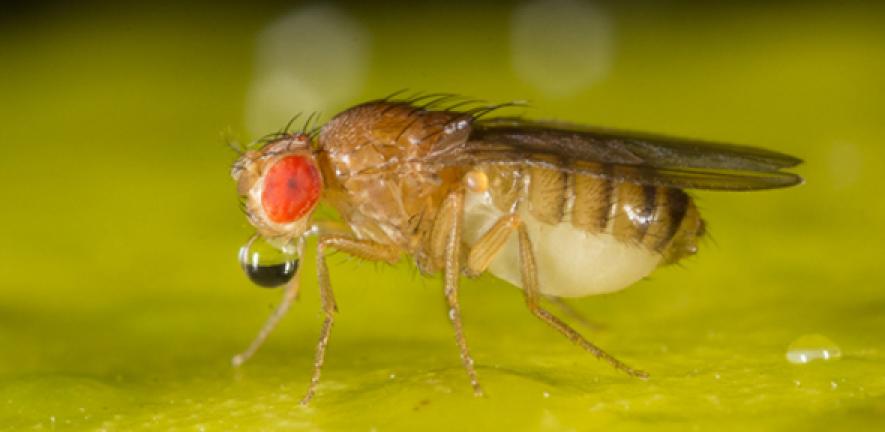 Scientists Map 140,000 Neurons in Fruit Fly Brain – Here’s What It Reveals About Human Memory
