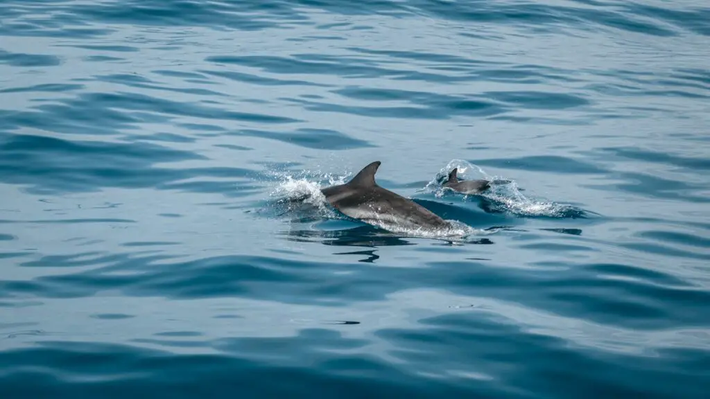 Why Dolphins Are Deliberately Teaching Their Young to Hate Humans