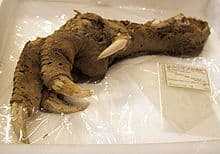 The 289-Million-Year-Old Skin That Rewrites Evolution History