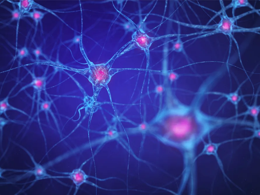 How Long Do Human Cells Actually Live? Your Body Replaces Itself Constantly