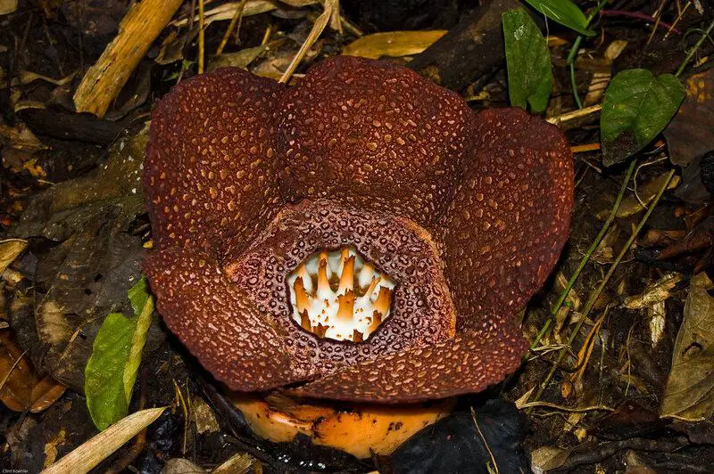 The Shapeshifters: Plants That Become Invisible to Survive