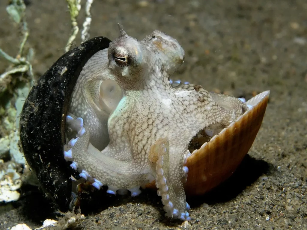 How Octopuses Became the Ocean’s Smartest Invertebrates — 25 Problem-Solving Abilities
