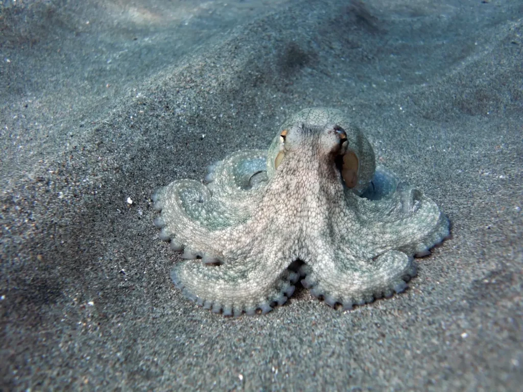 How Octopuses Became the Ocean’s Smartest Invertebrates — 25 Problem-Solving Abilities