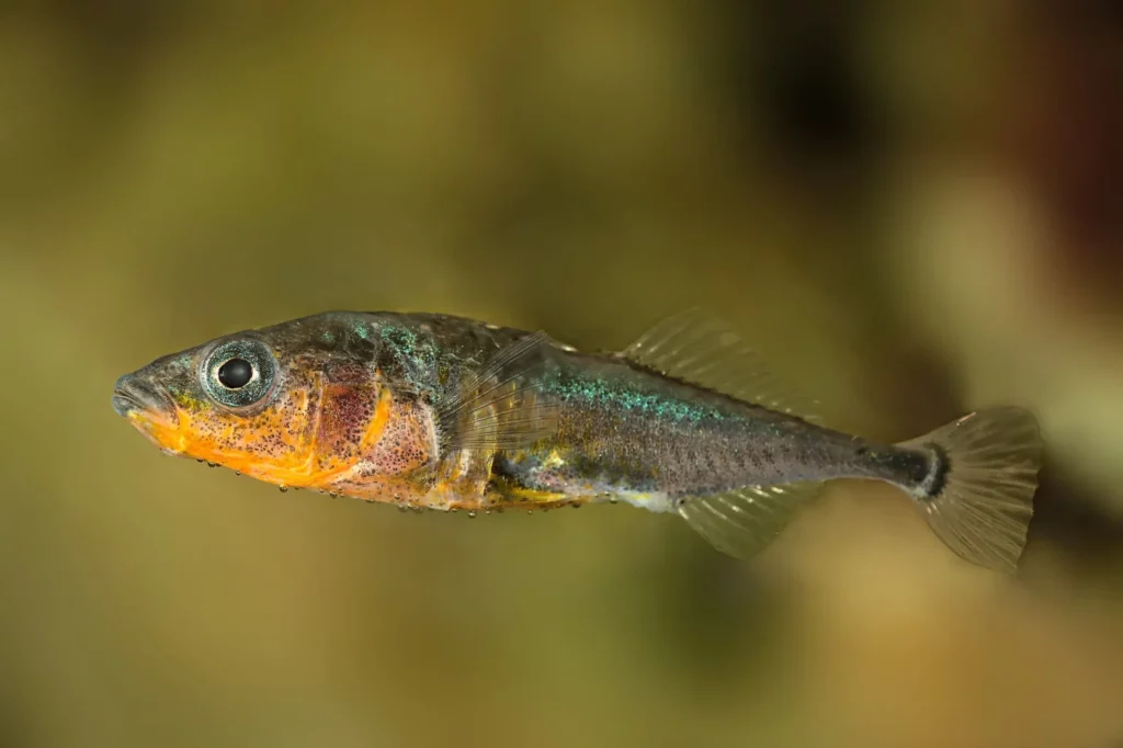 The Zombie Makers: Meet the Parasites That Control Animal Minds