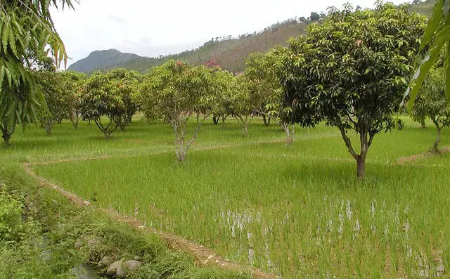 The Climate Solution Hiding in Plain Sight: Trees That Eat CO2 and Poop Out Rocks