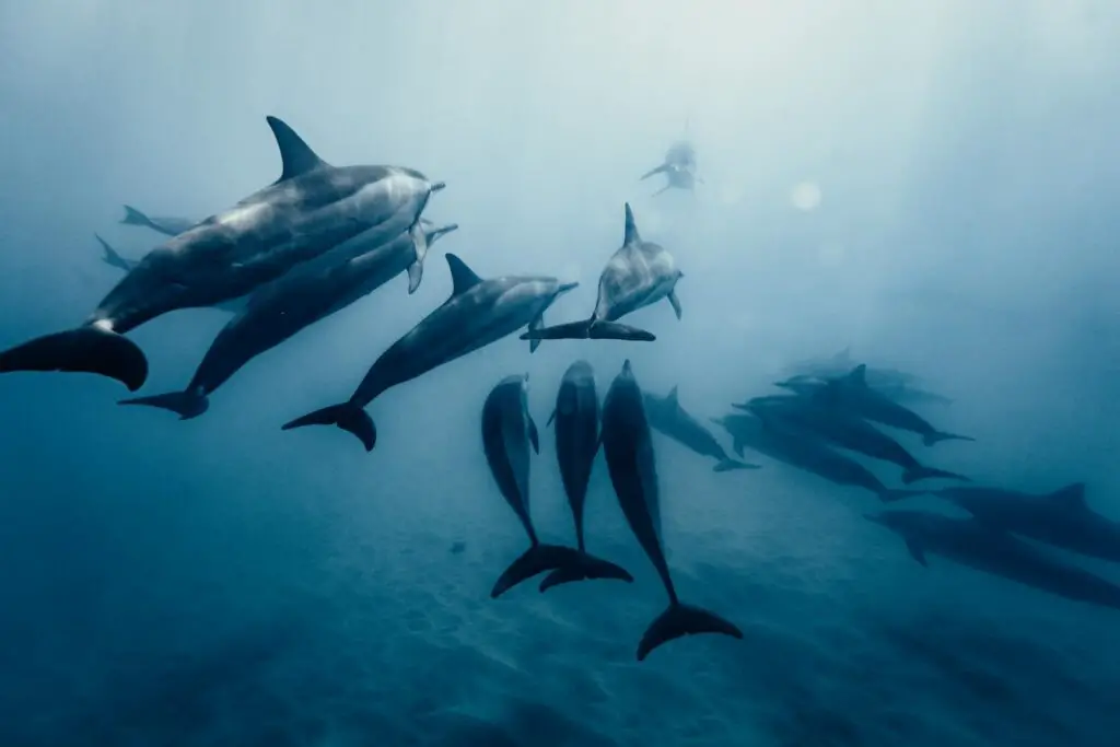 Why Dolphins Are Deliberately Teaching Their Young to Hate Humans