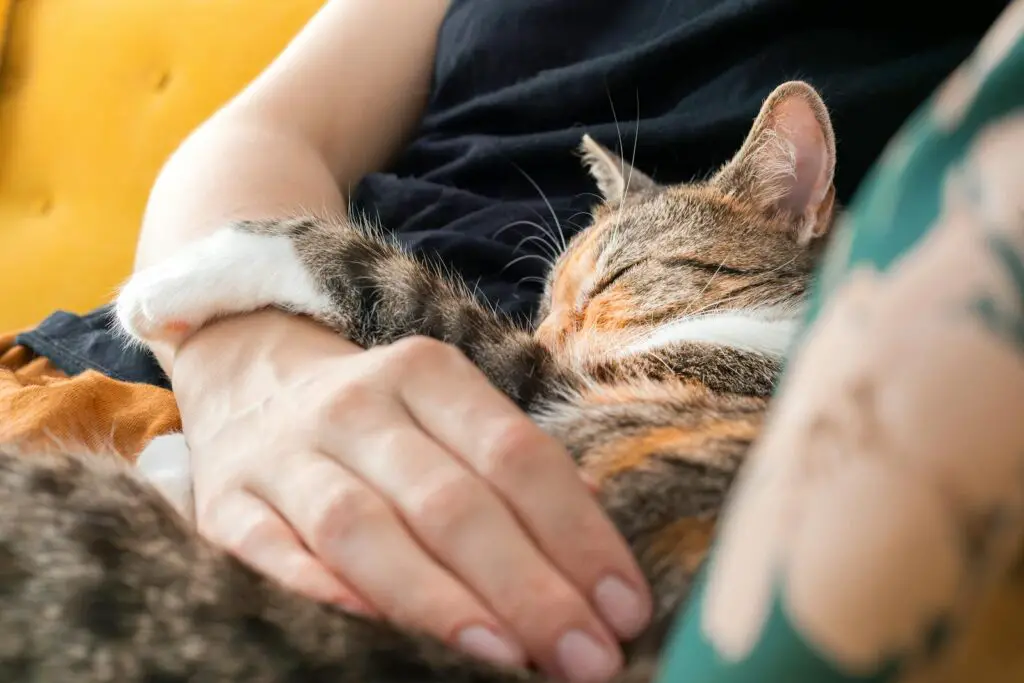 Why Your Cat’s Purr Is Literally Healing You—The Frequency That Repairs Bones