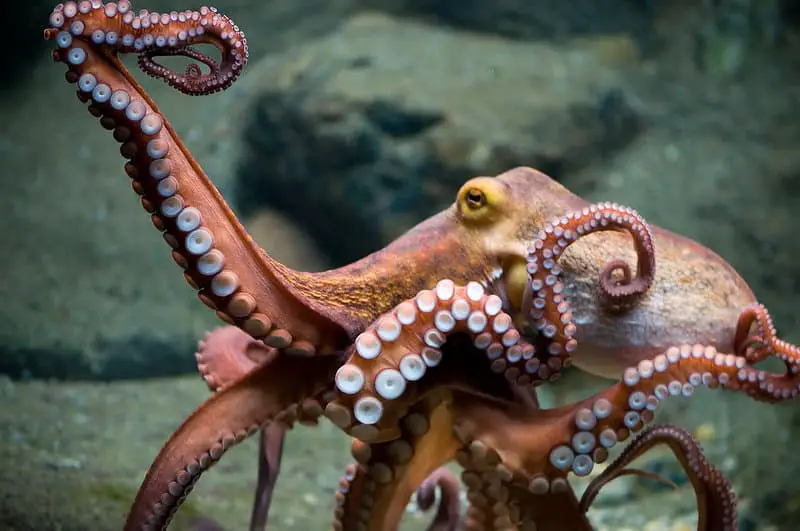 How Octopuses Became the Ocean’s Smartest Invertebrates — 25 Problem-Solving Abilities