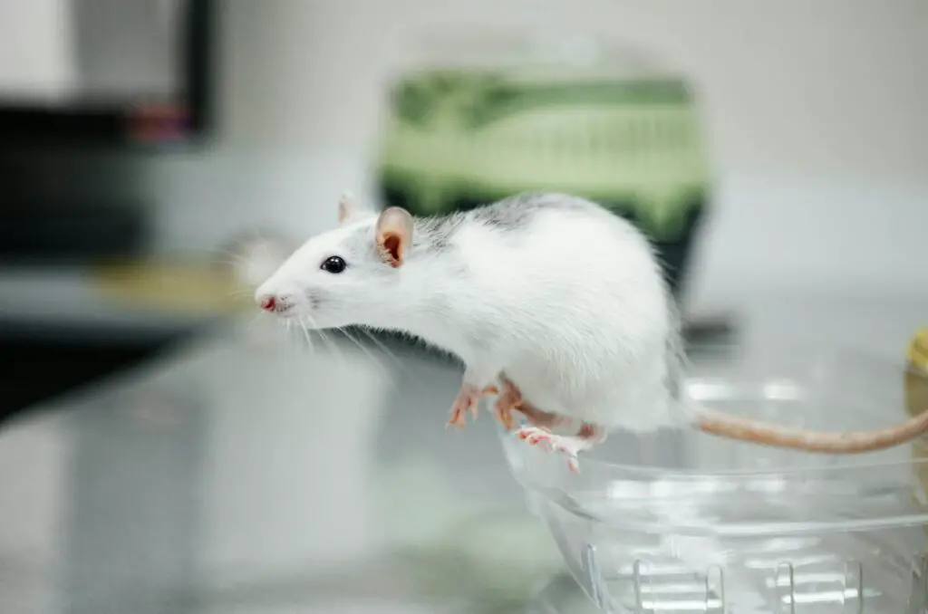 Mice’s Jaw-Dropping Instinct to Save Buddies from the Brink – Nature’s Paramedics?