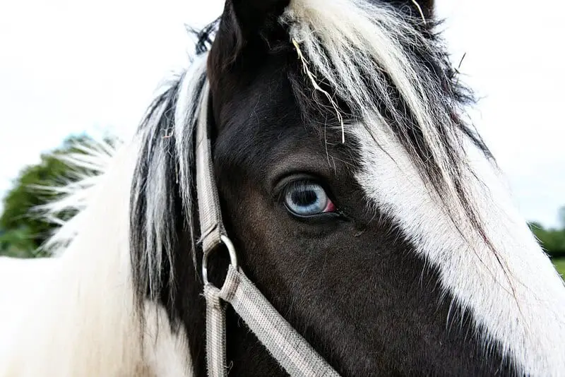 Scientists Decode Horse Facial Expressions to Better Understand Their Emotions