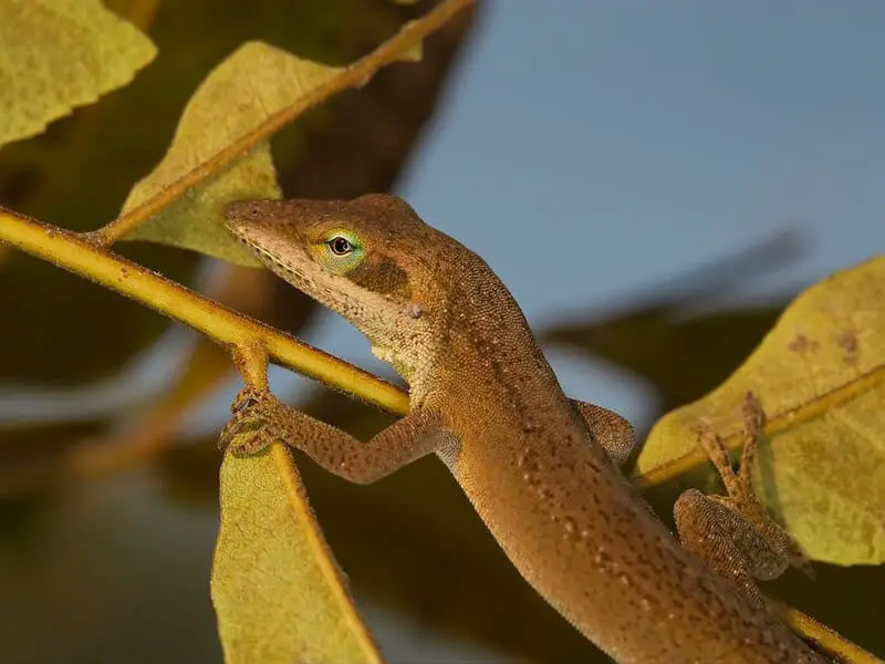27 New Species Found in Peru’s ‘Human-Dominated’ Rainforest